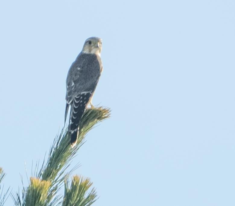 Smeriglio - ML645276276