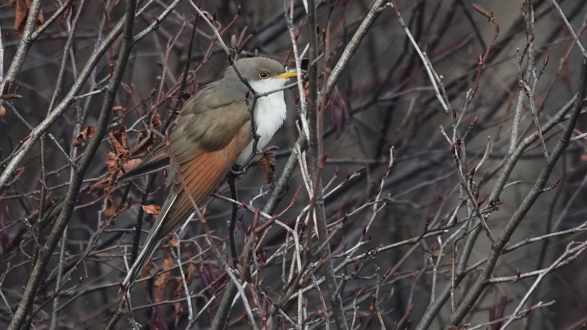 Желтоклювая пиайя - ML645276277