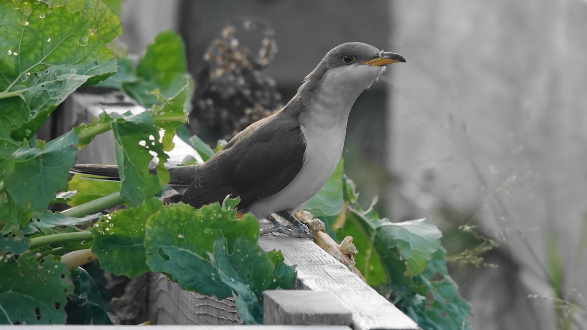 Желтоклювая пиайя - ML645276278