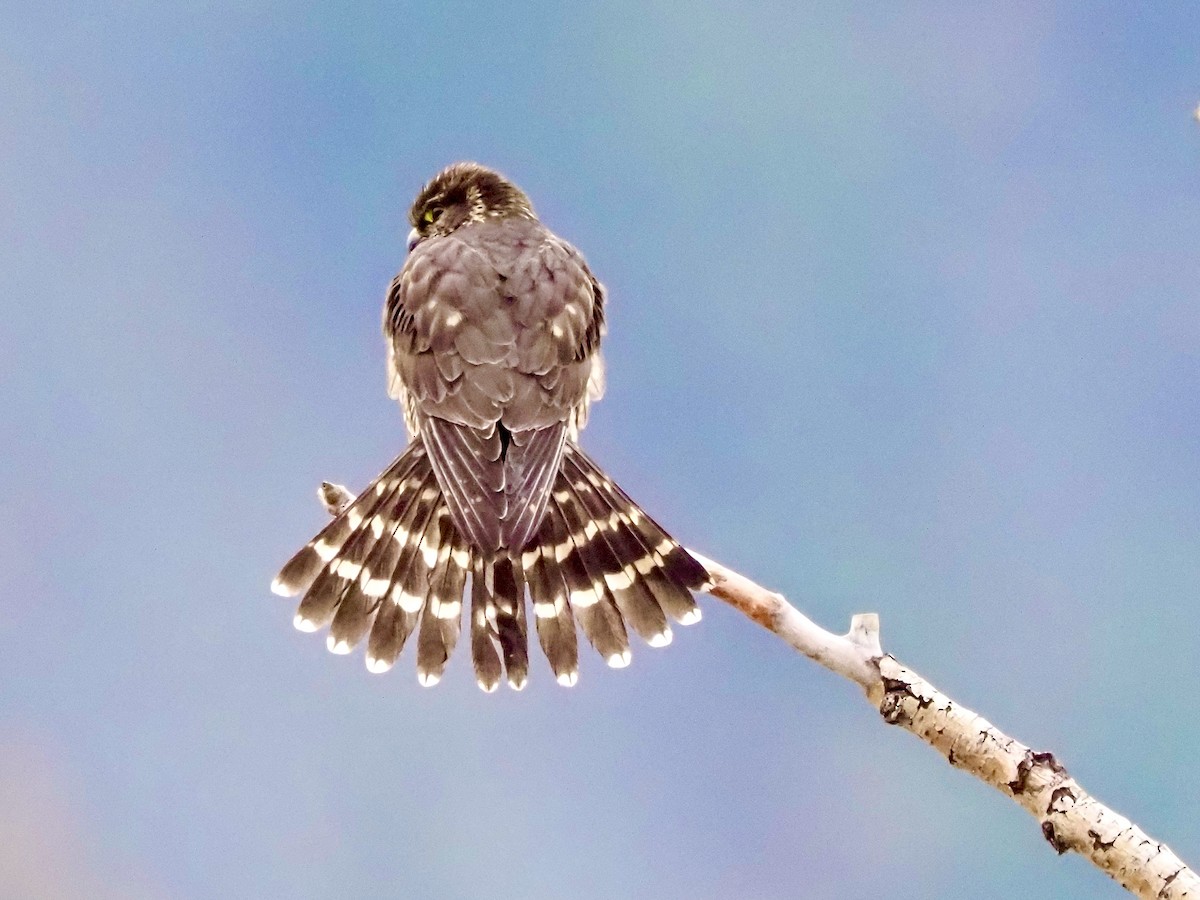 Merlin - ML645276280