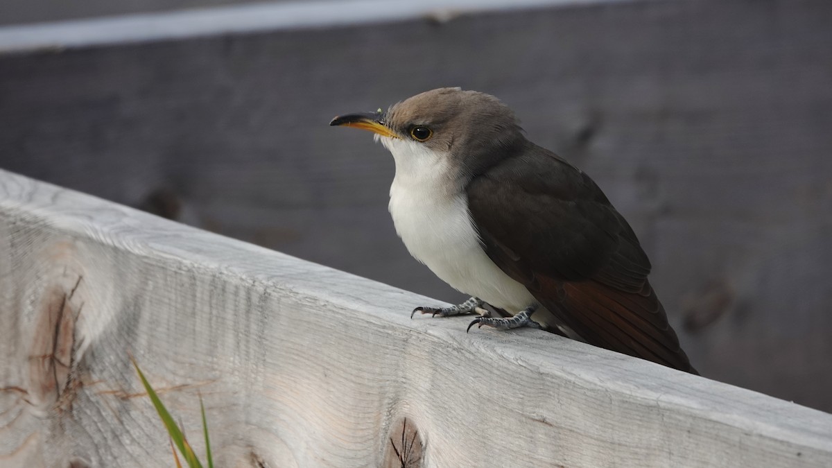 Желтоклювая пиайя - ML645276281