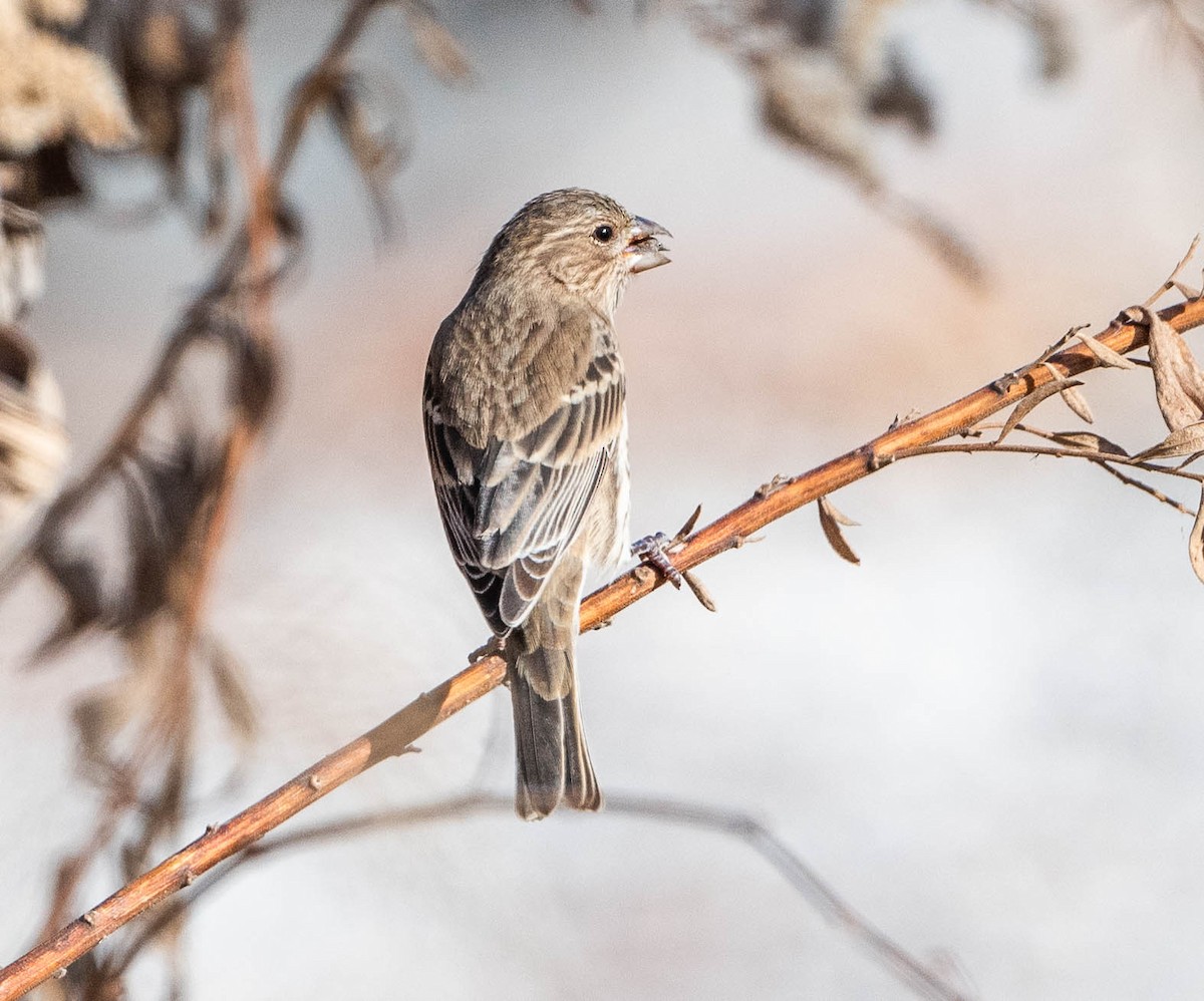 House Finch - ML645276283