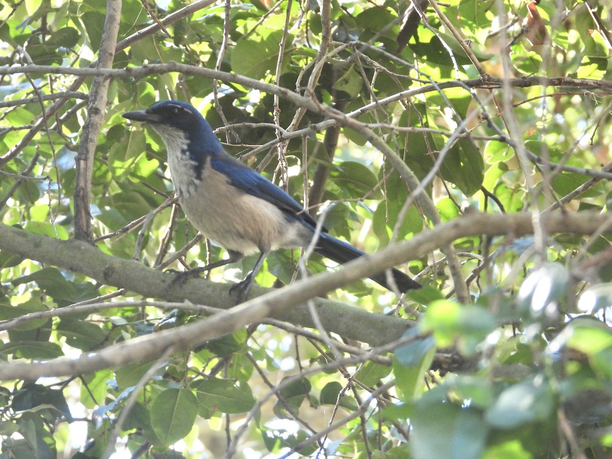 Adalı Çalı Kargası - ML645276285