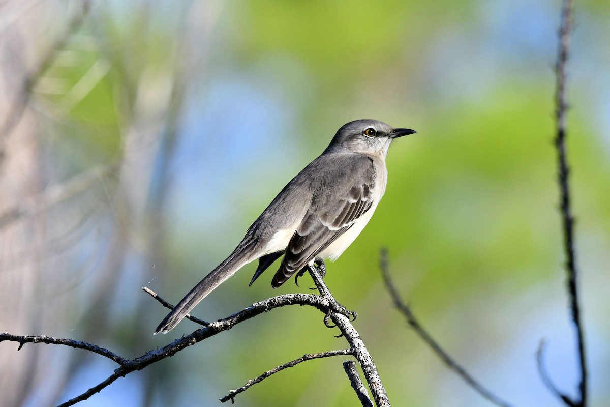 Northern Mockingbird - ML645276286