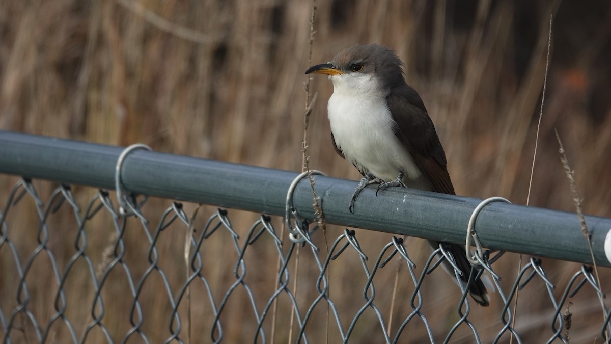 Желтоклювая пиайя - ML645276288