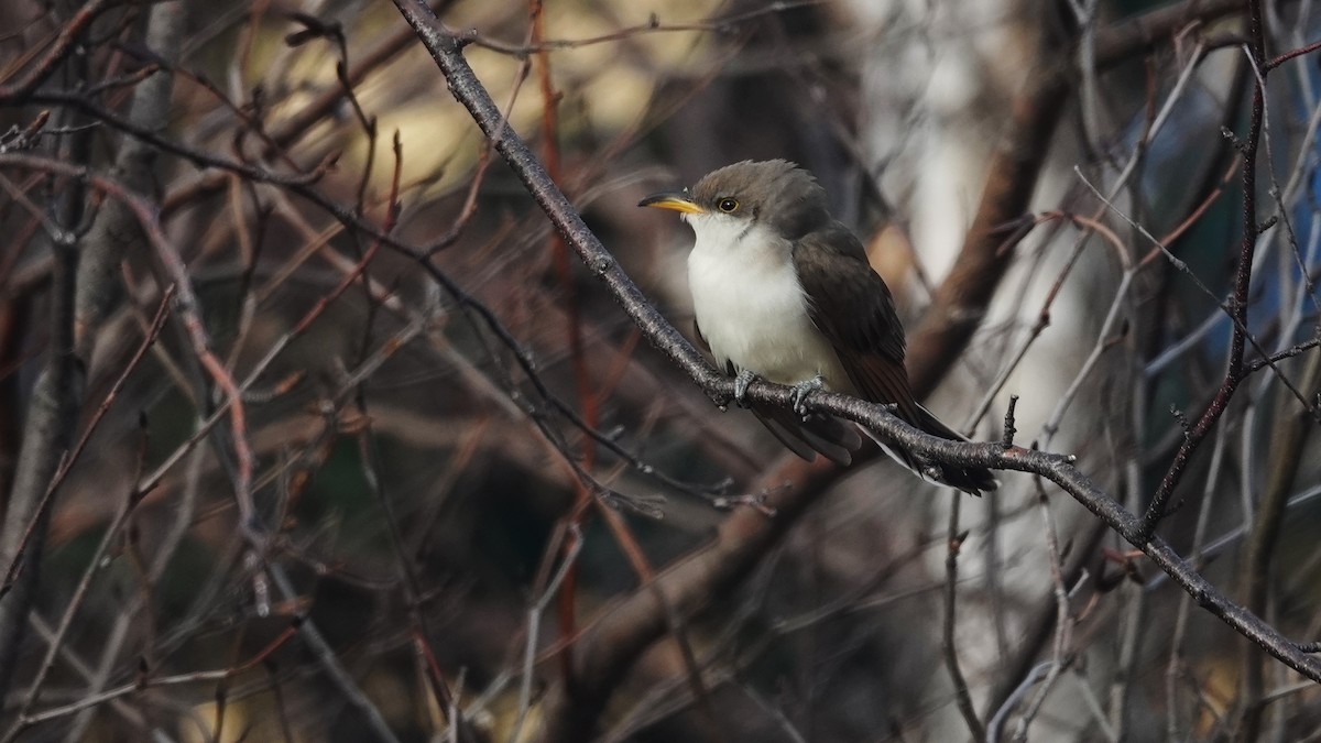 Желтоклювая пиайя - ML645276292