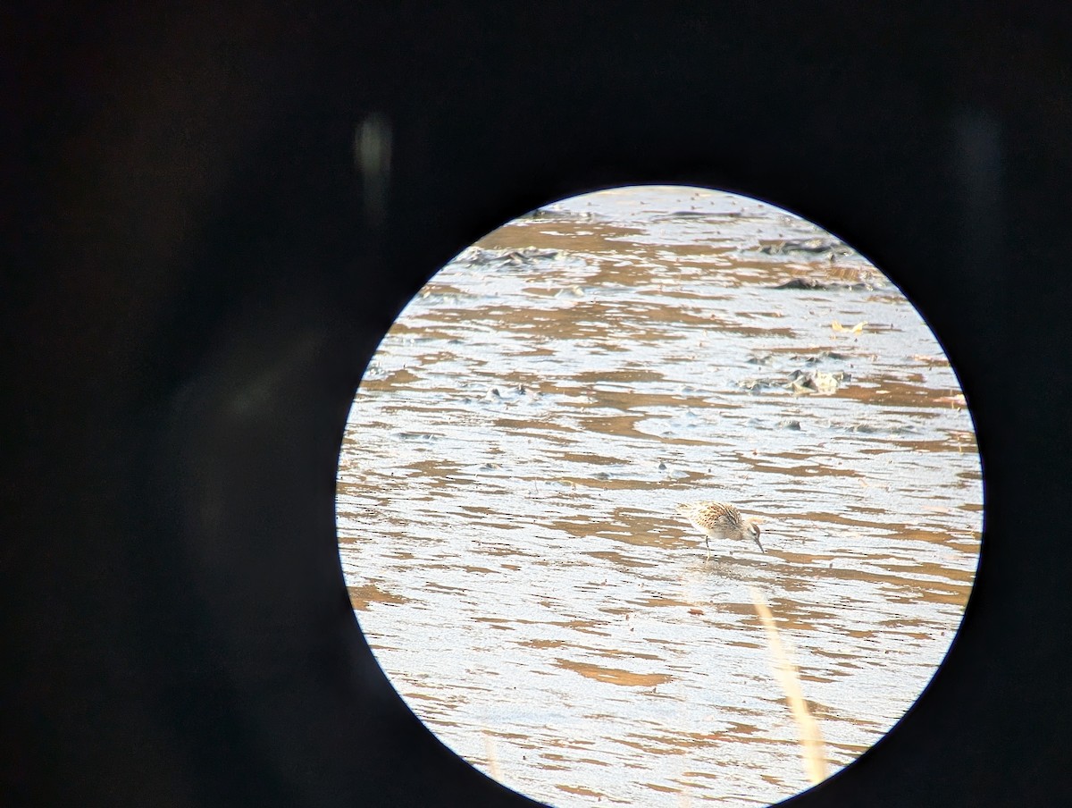 Sharp-tailed Sandpiper - ML645276298