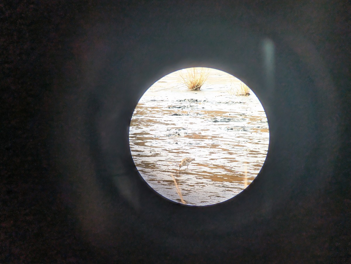 Sharp-tailed Sandpiper - ML645276299