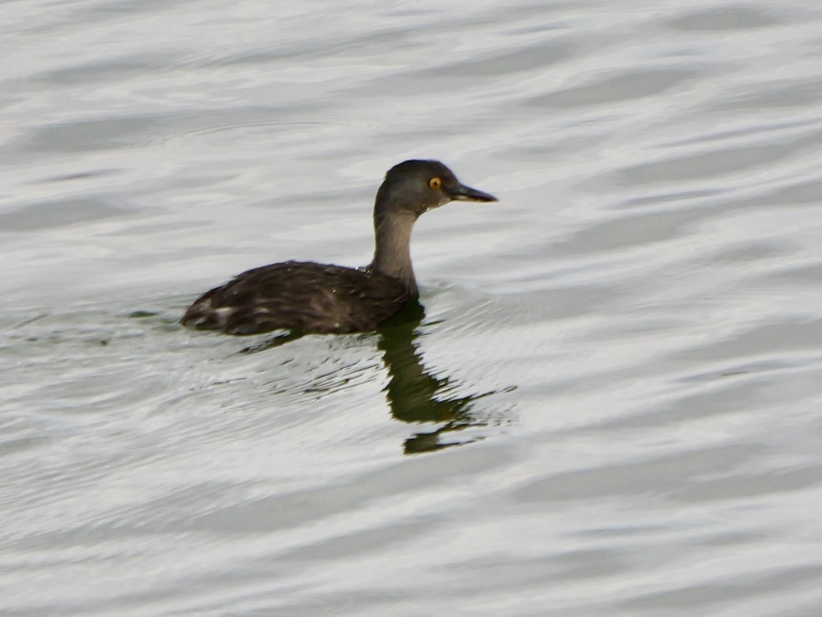 Least Grebe - ML645276307