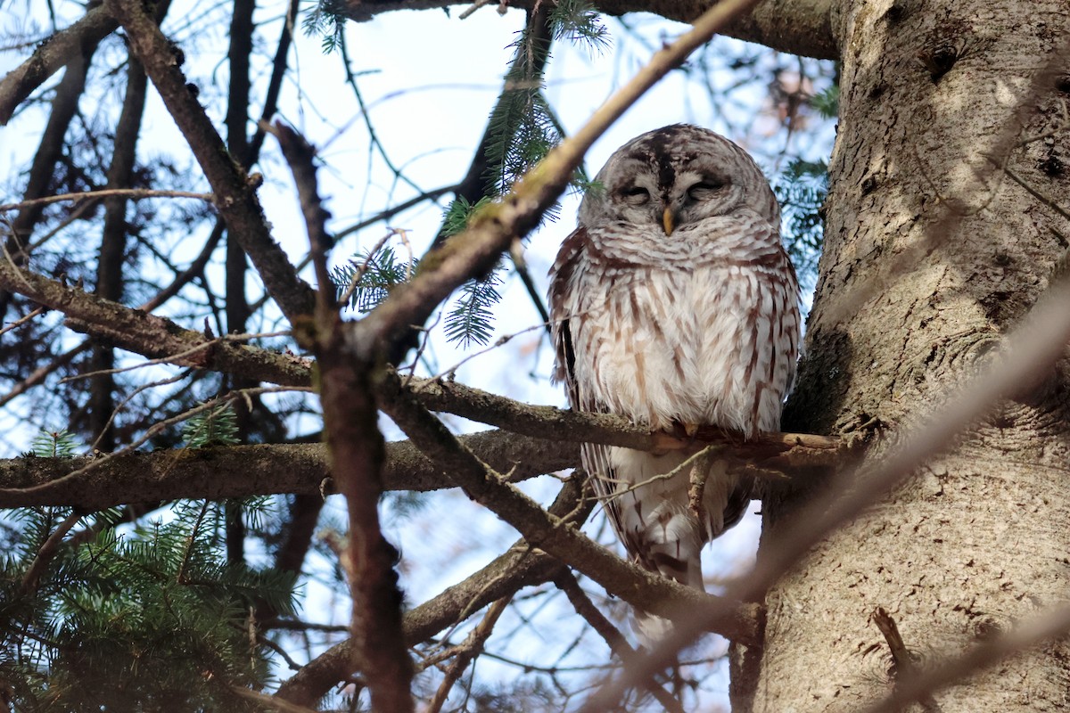 Barred Owl - ML645276311