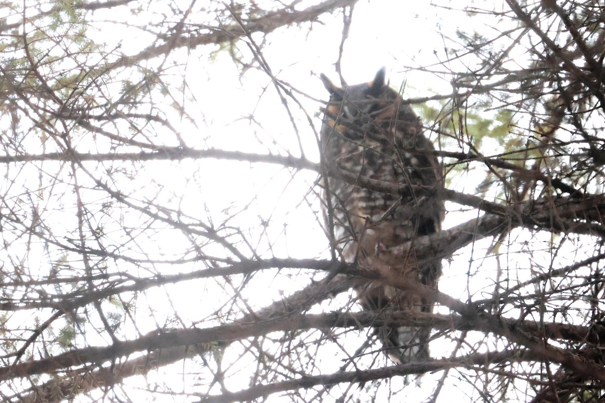 Long-eared Owl - ML645276319
