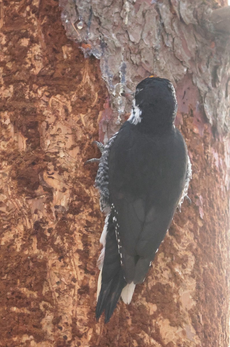Black-backed Woodpecker - ML645276330