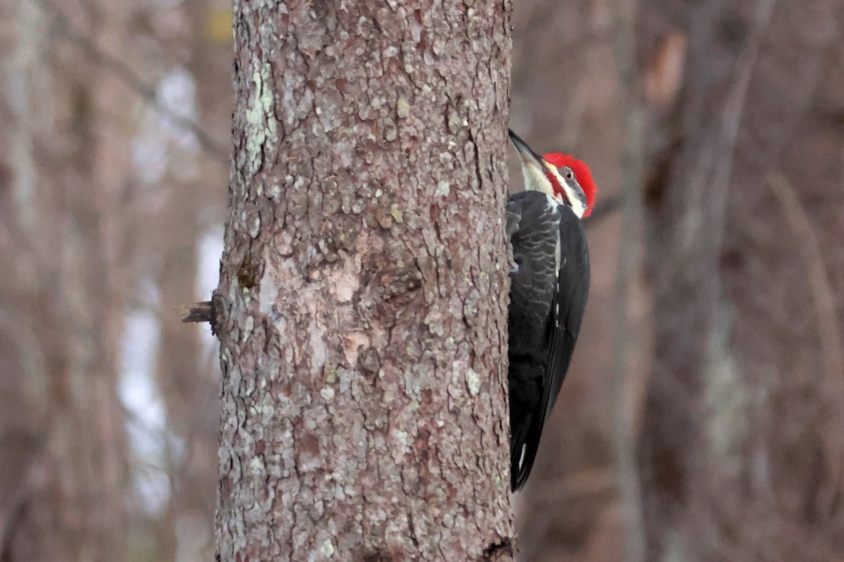 Pileated Woodpecker - ML645276336