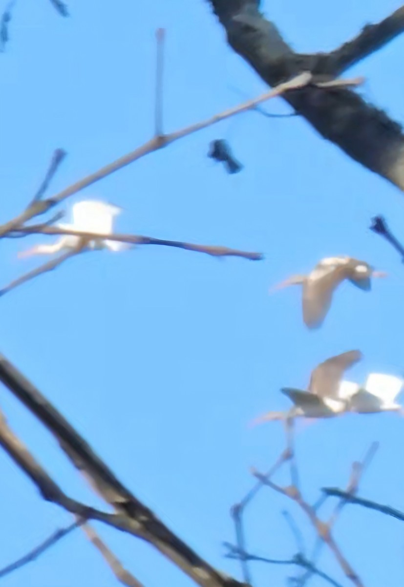 Ібіс білий - ML645276338