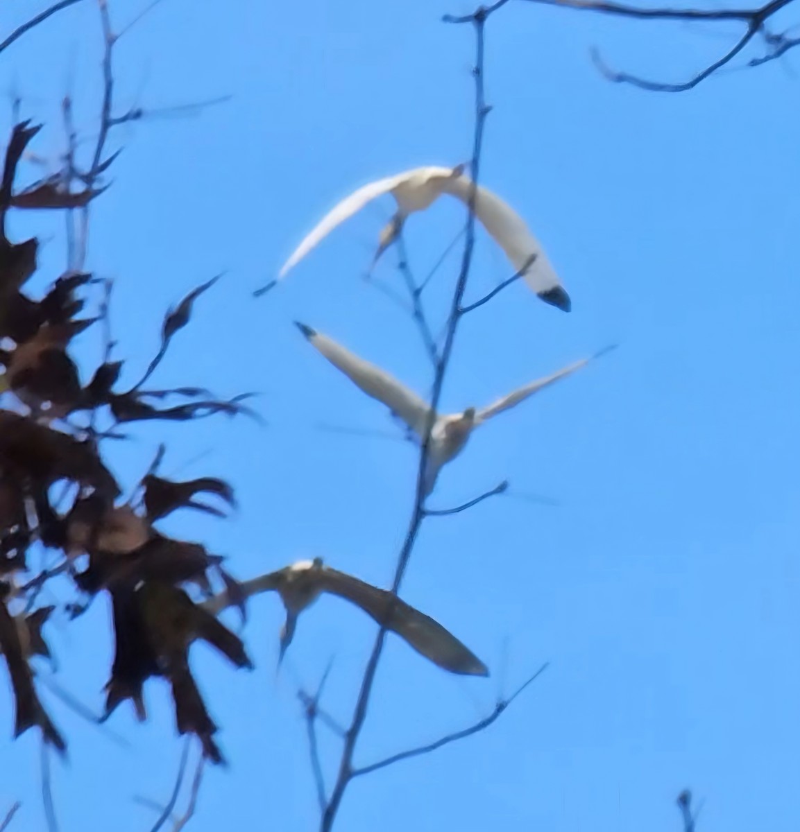 Ібіс білий - ML645276339