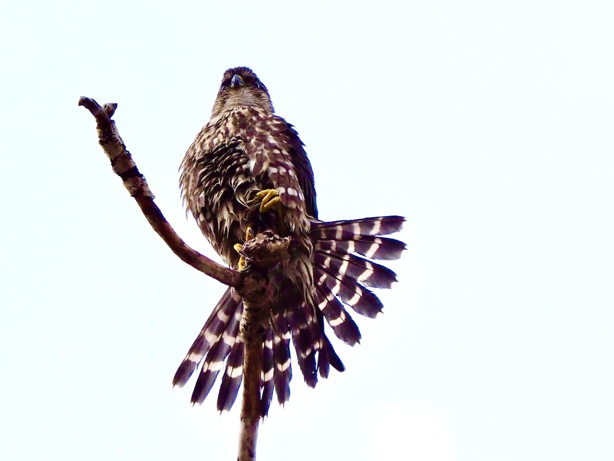 Merlin - ML645276342