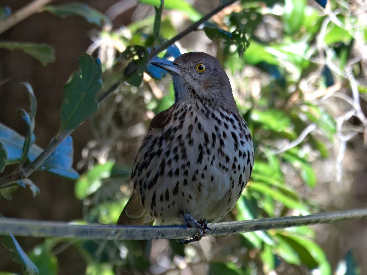 Brown Thrasher - ML645276345