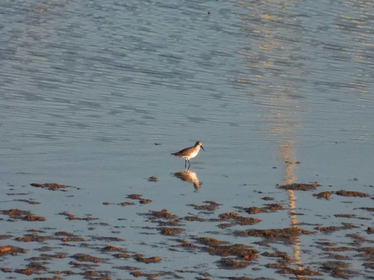 Dunlin - ML645276346