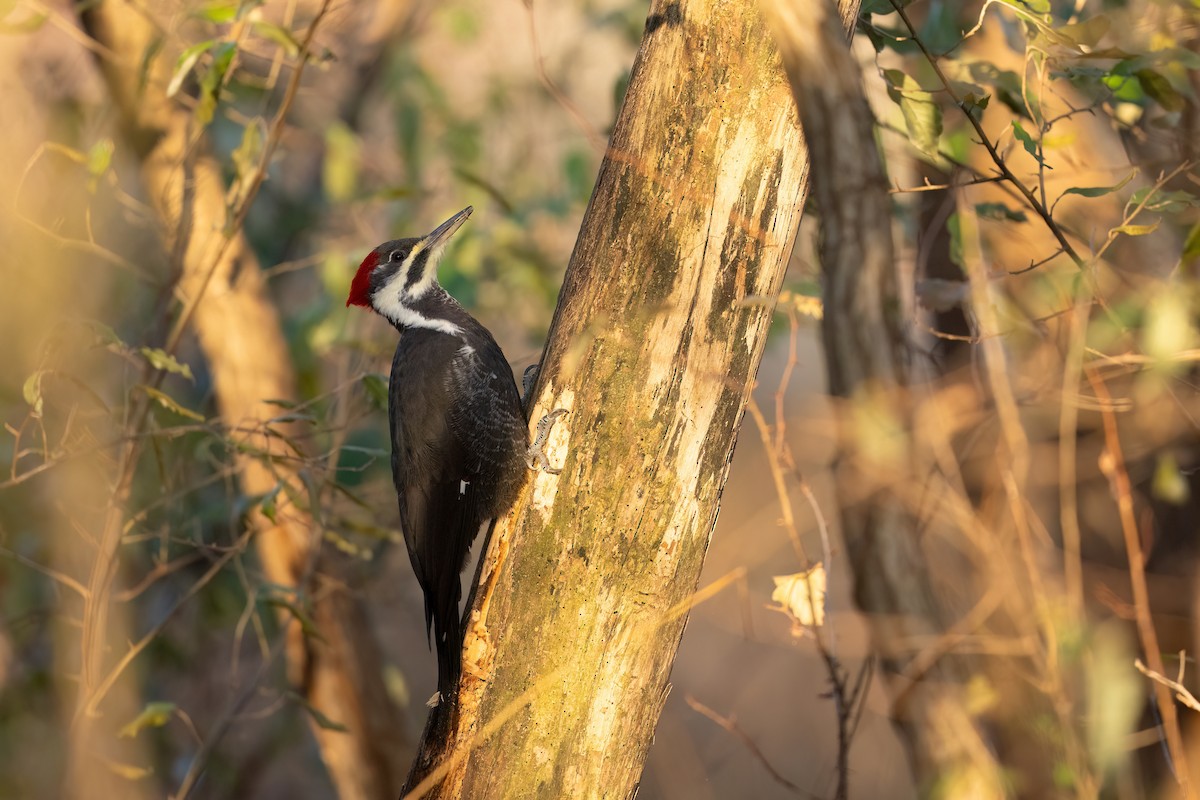 Pileated Woodpecker - ML645276352