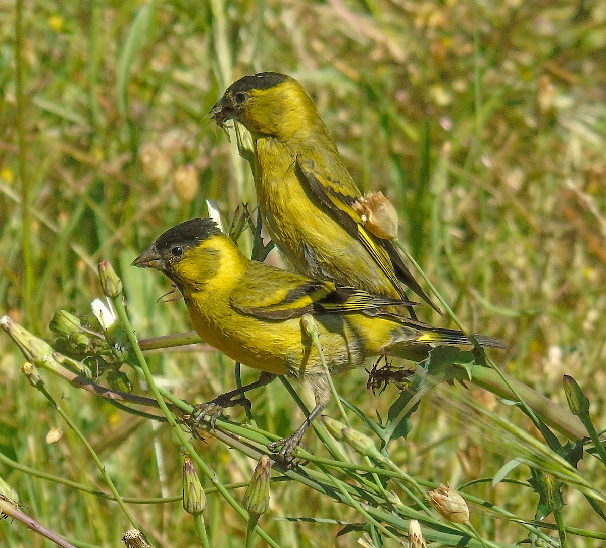 čížek vousatý - ML645276354