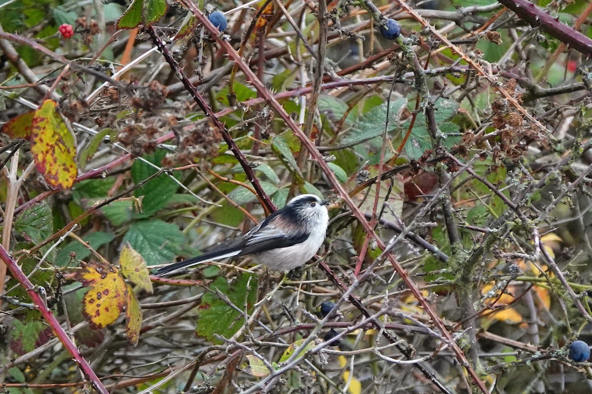 Long-tailed Tit - ML645276356