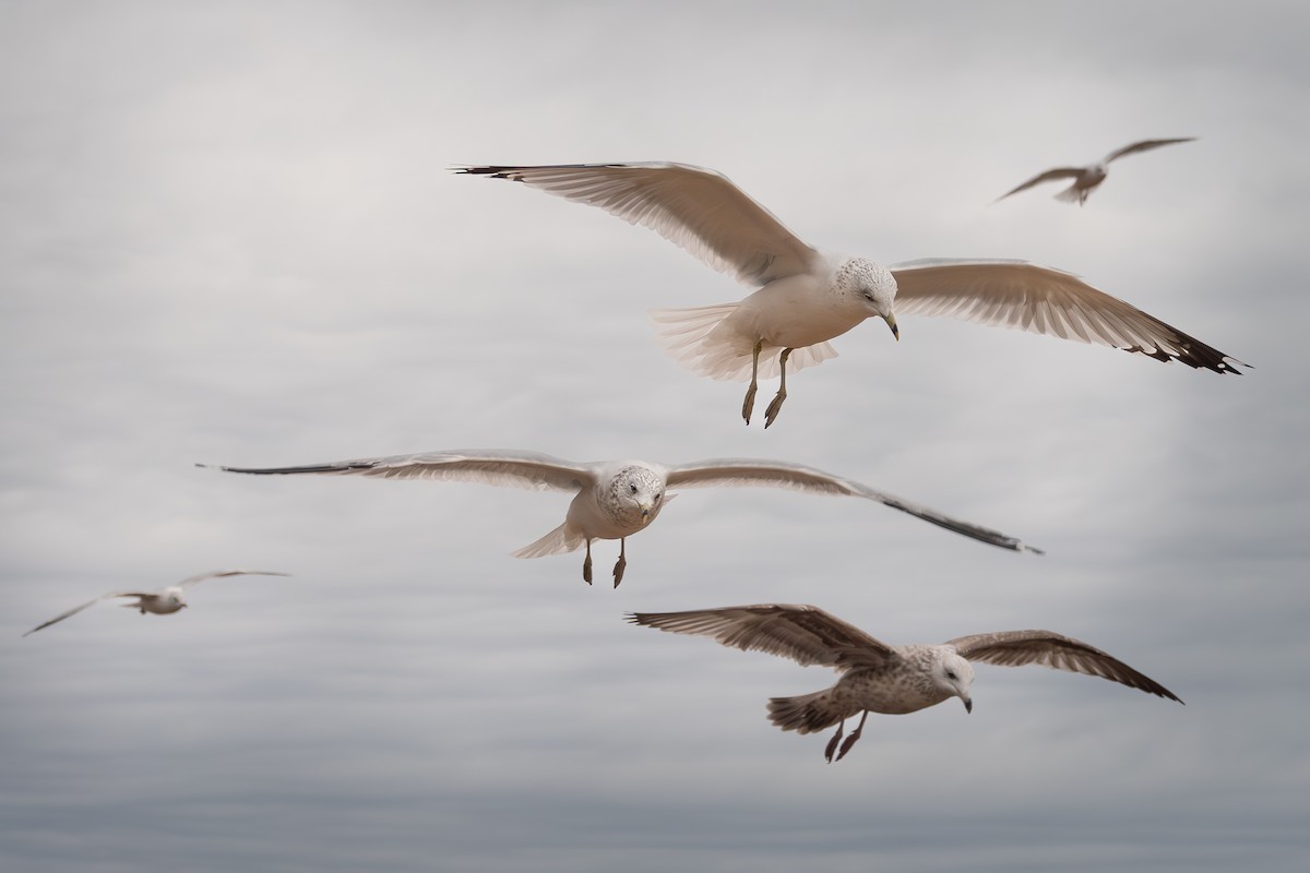 Ring-billed Gull - ML645276357