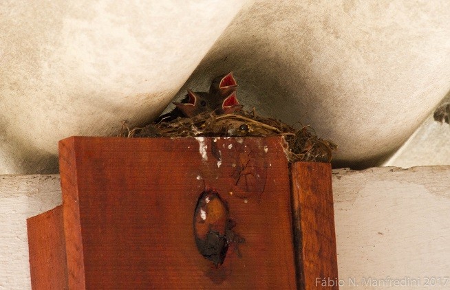 Green-headed Tanager - ML645276361