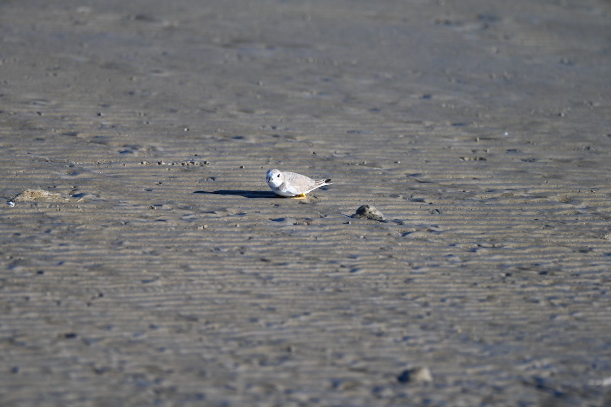 Piping Plover - ML645276374