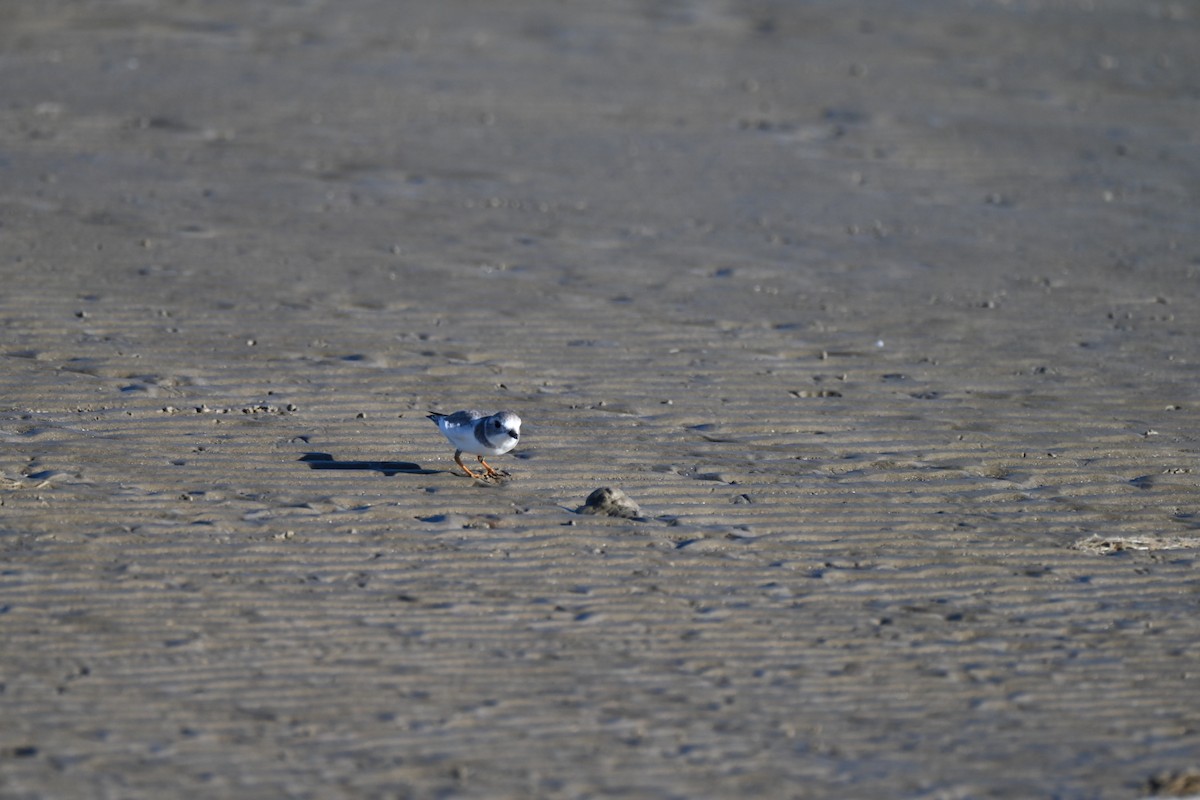 Piping Plover - ML645276375