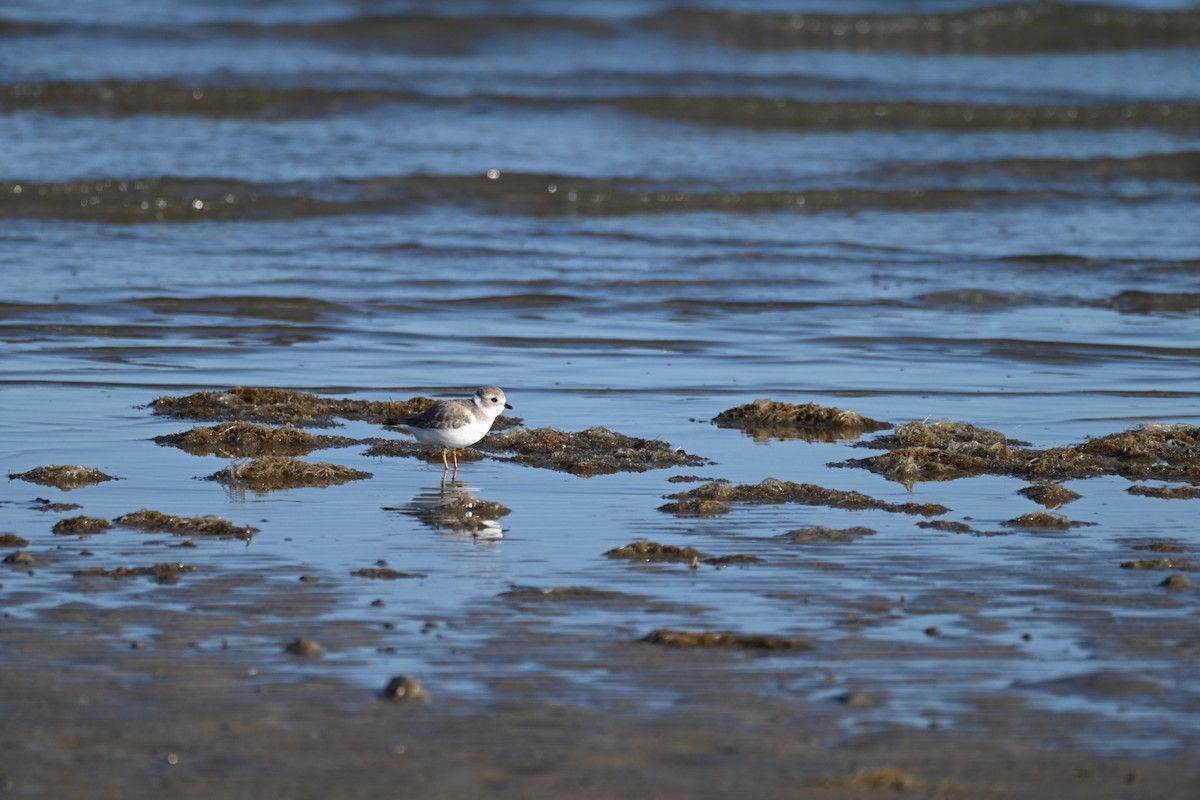 Piping Plover - ML645276376