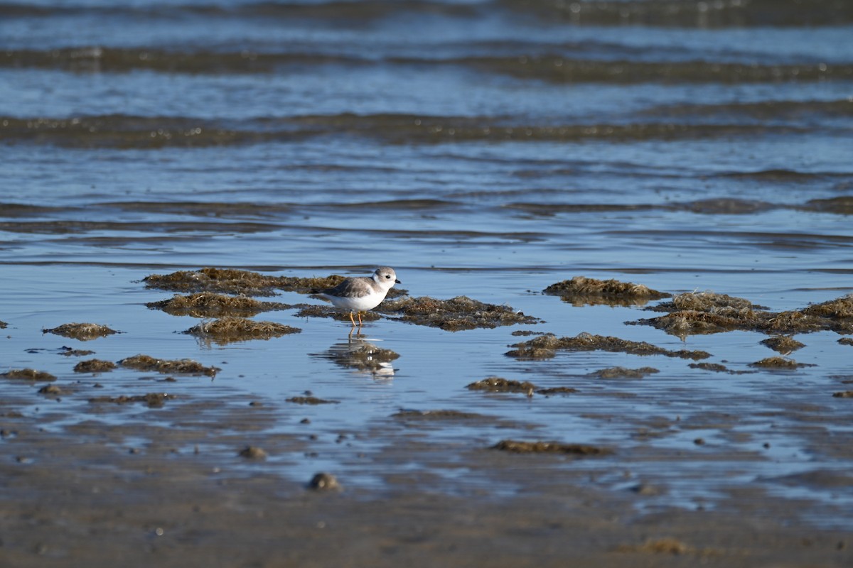 Piping Plover - ML645276377
