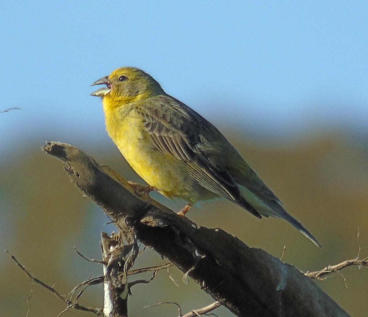 Короткоклювый зерноед - ML645276378
