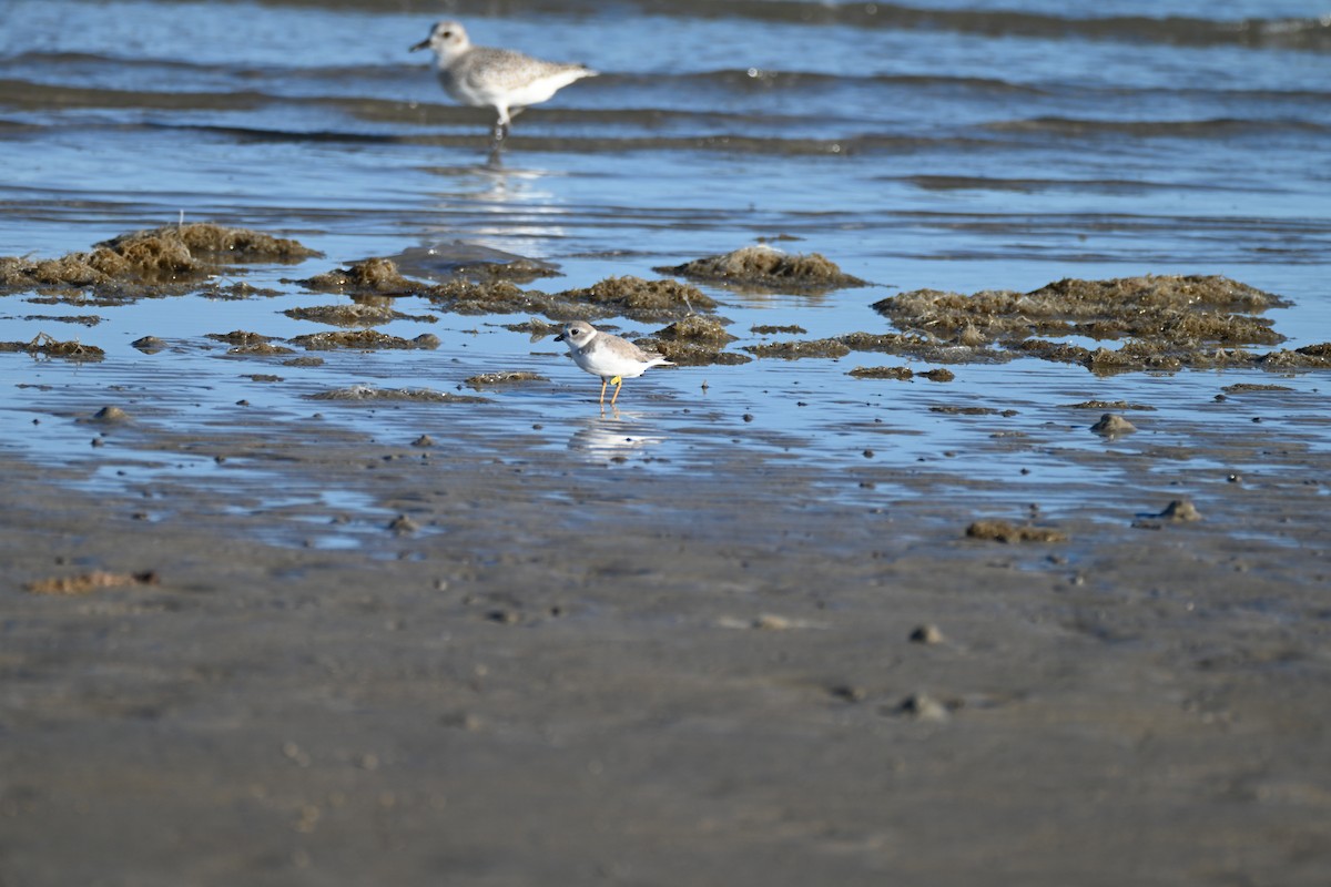 Piping Plover - ML645276383