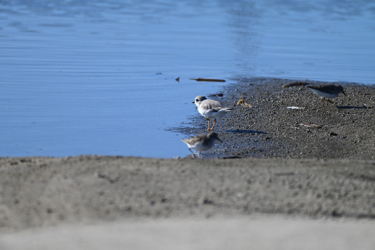 Piping Plover - ML645276385