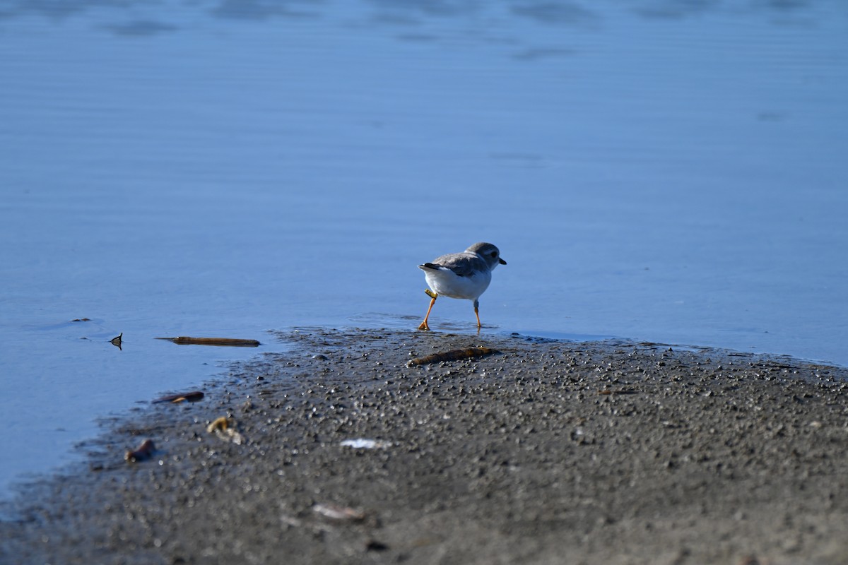 Piping Plover - ML645276386