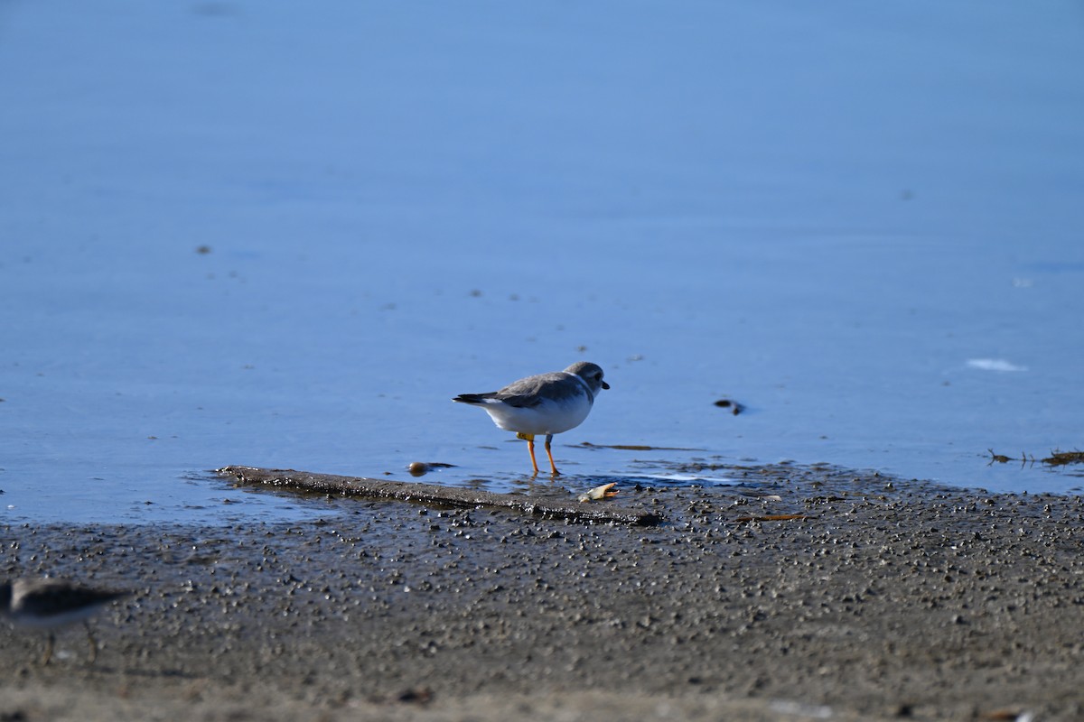 Piping Plover - ML645276387