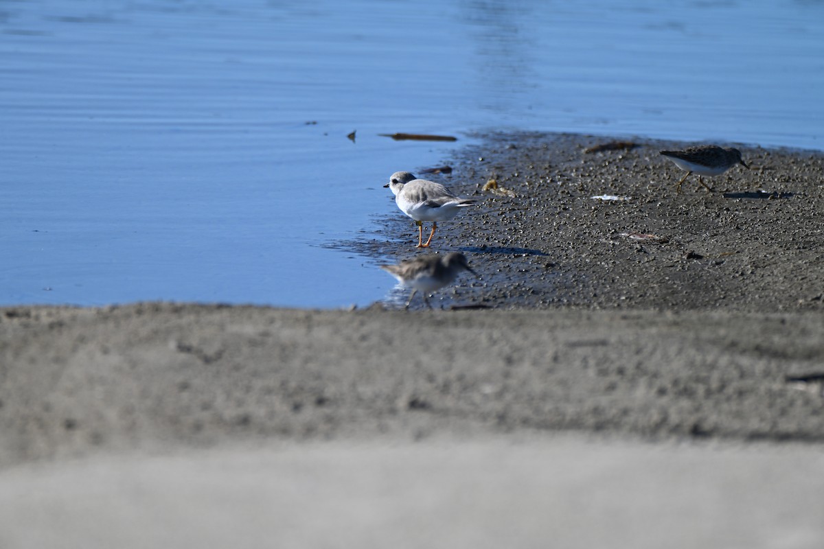 Piping Plover - ML645276388