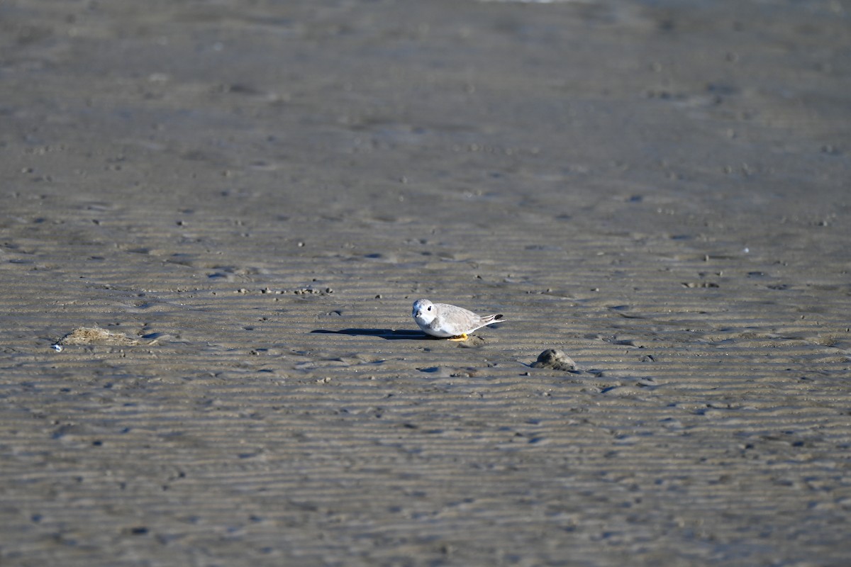 Piping Plover - ML645276389