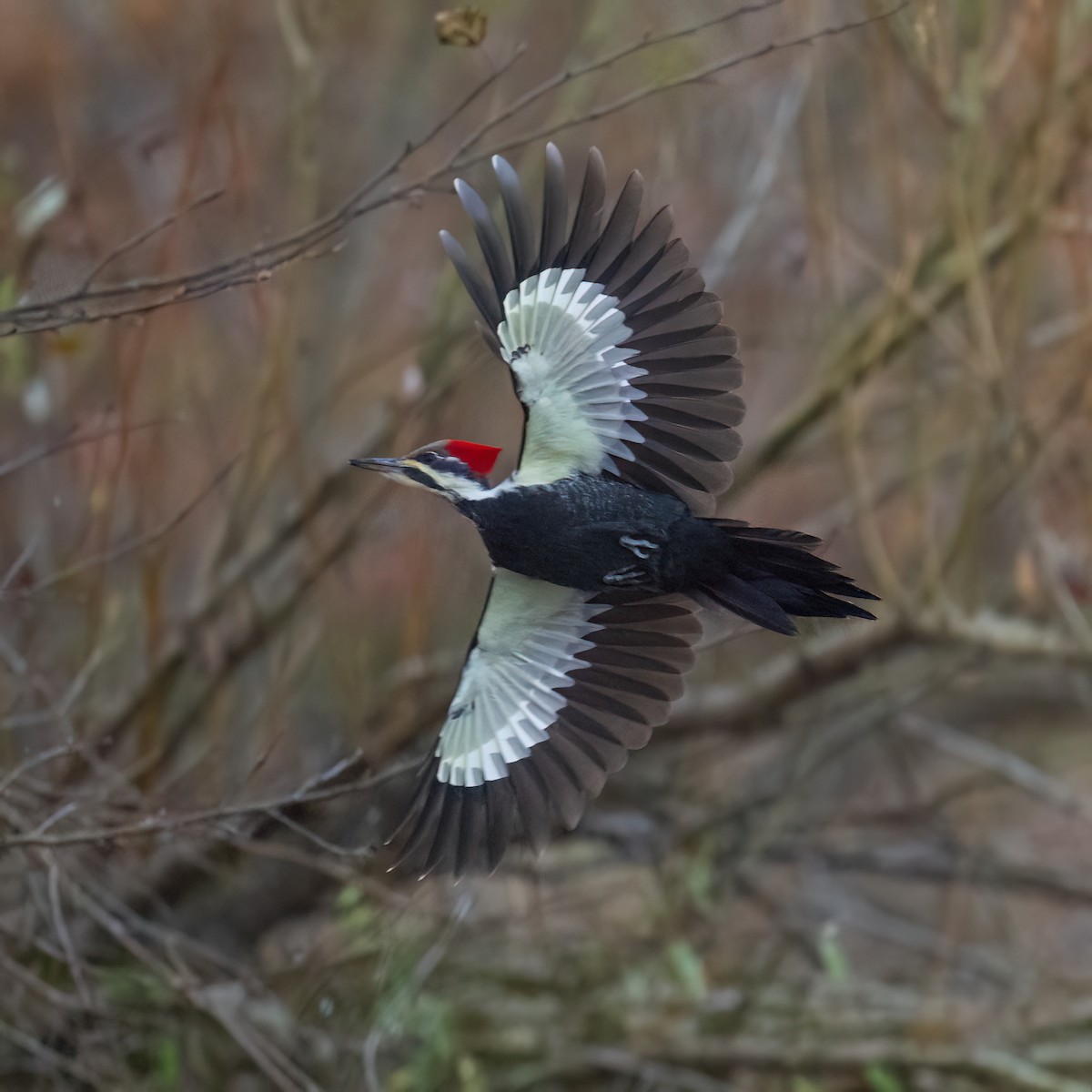 Pileated Woodpecker - ML645276390