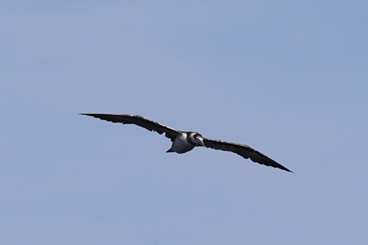 Alcatraz Atlántico - ML645276397