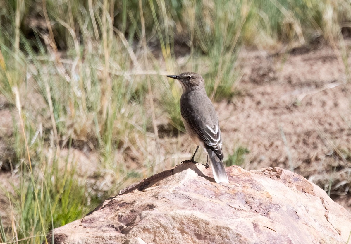 Горный гаучо - ML645276410