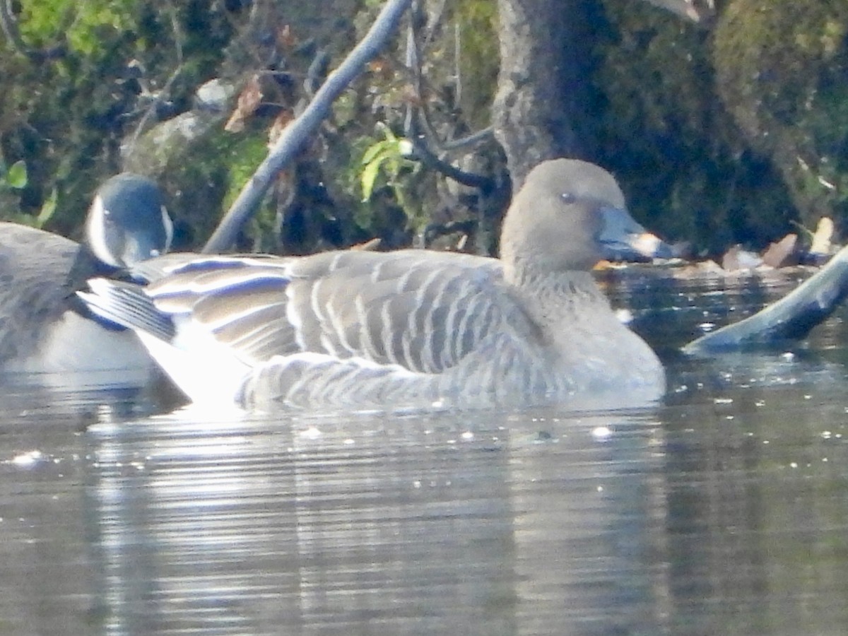 Oca granaiola della tundra - ML645276432