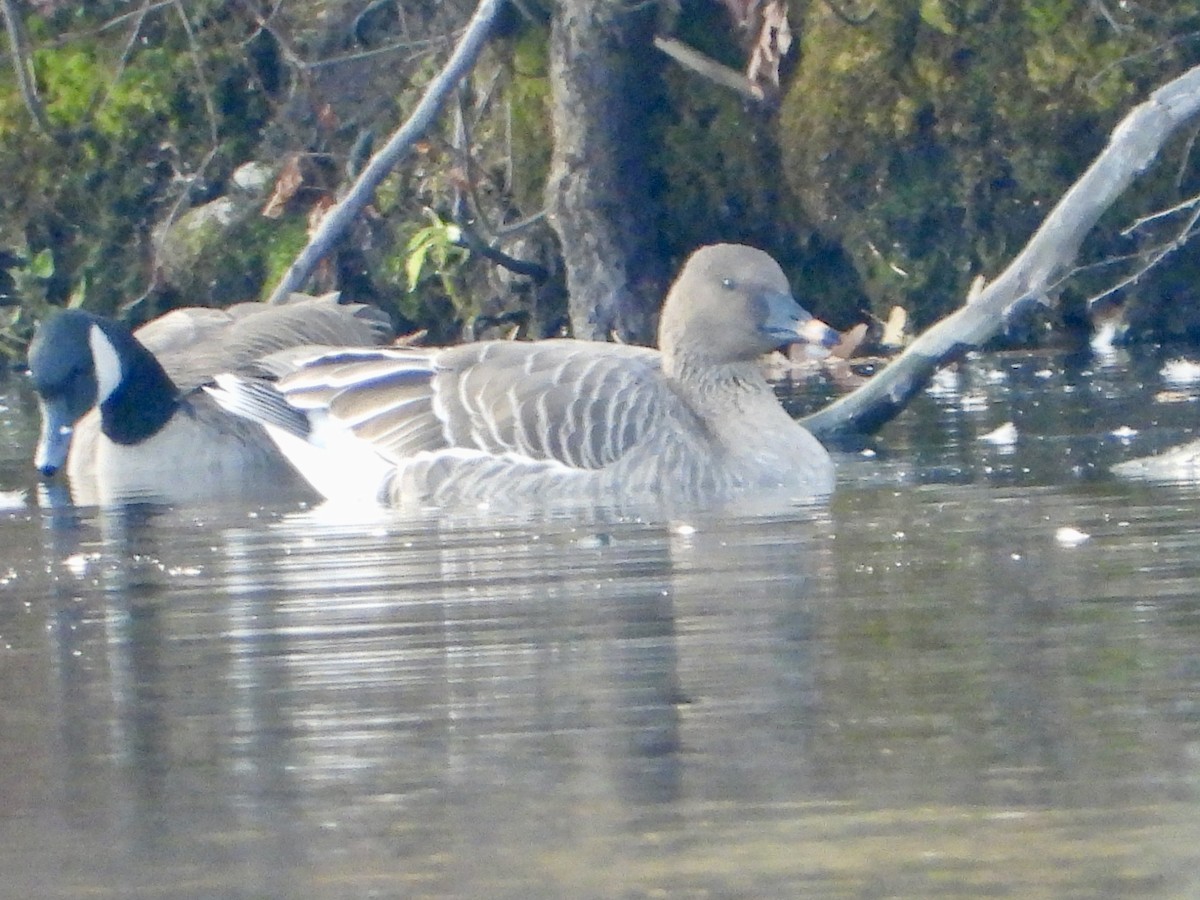 Oca granaiola della tundra - ML645276433