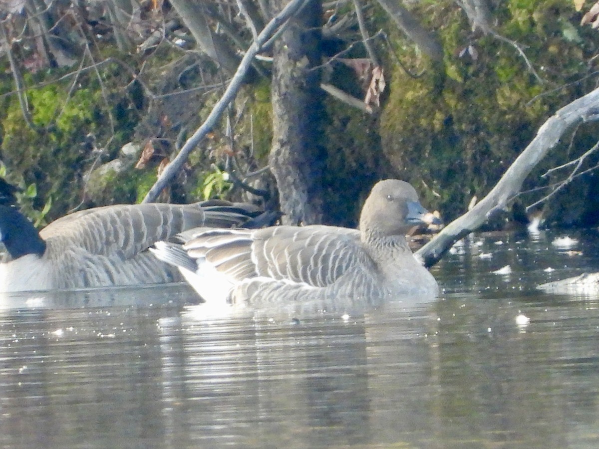 Oca granaiola della tundra - ML645276434