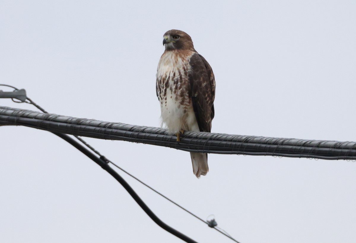 Red-tailed Hawk - ML645276442