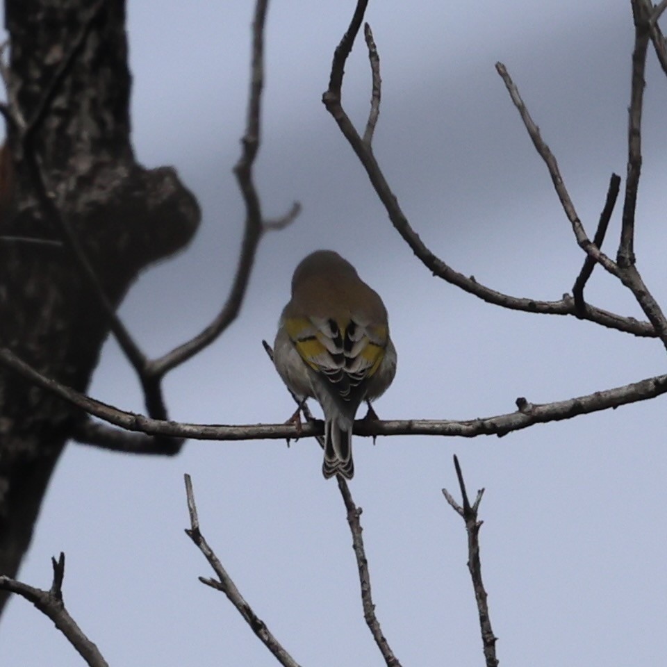 Lawrence's Goldfinch - ML645276449