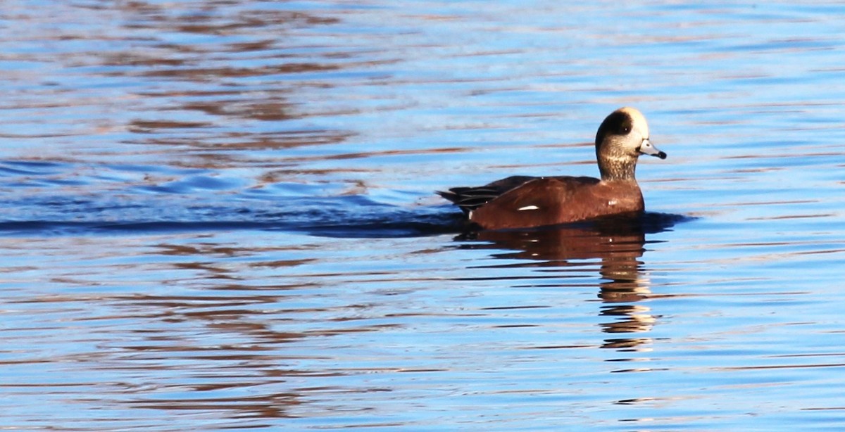 American Wigeon - ML645276469