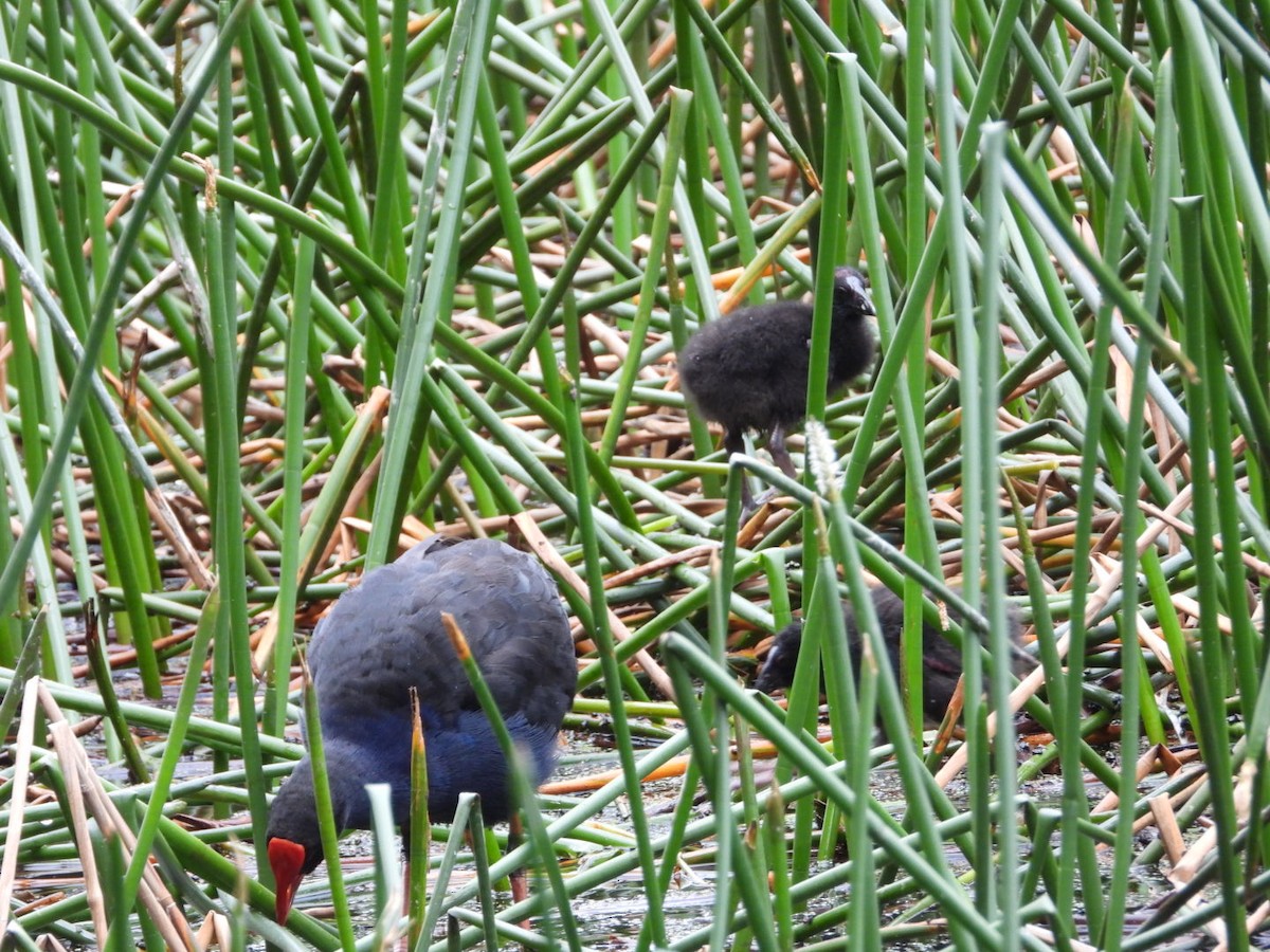 slípka australasijská - ML645276470