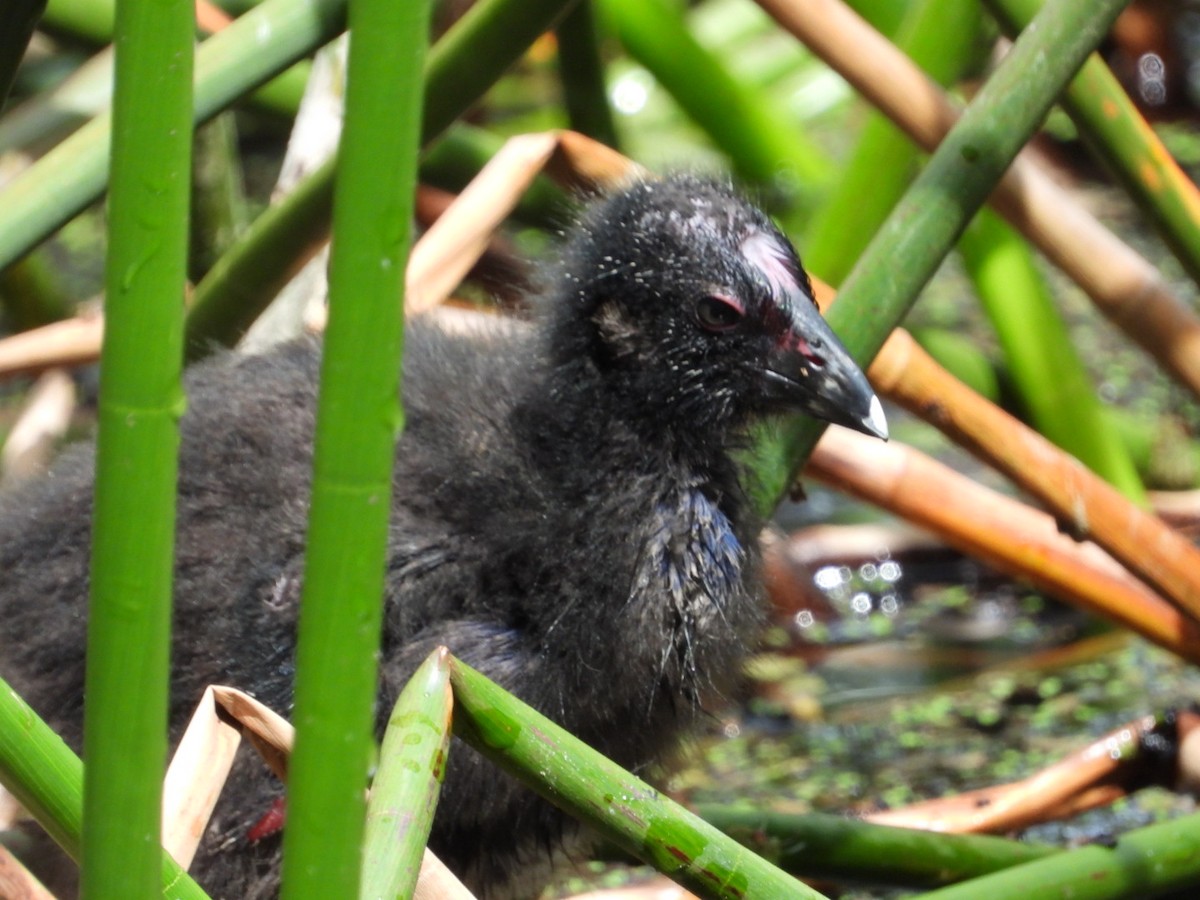 slípka australasijská - ML645276471