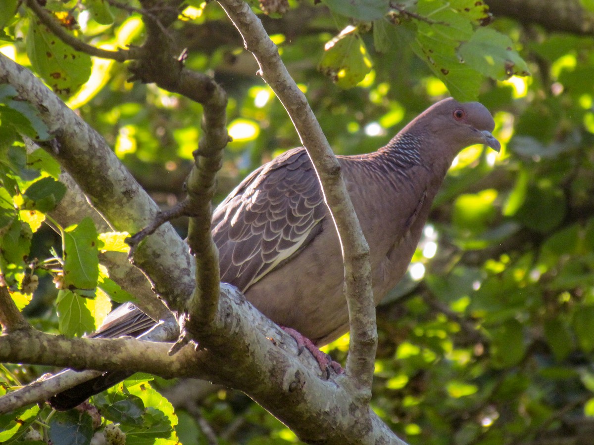 Paloma Picazuró - ML645276477